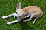 Cuccioli Chihuahua Minitoy - Foto n. 5
