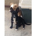 Cucciole Dolcissime e Meravigliose in Cerca di Adozione Urgente - Foto n. 5