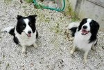 Cucciolo Maschio Border Collie con Pedegree - Foto n. 4