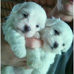 Cuccioli Maltese