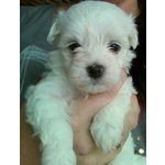 Cuccioli Maltese - Foto n. 3