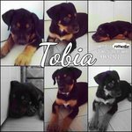 Tobia Cucciolo di 3 mesi mix Rottweiler