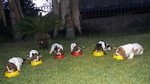 Cuccioli Bassethound alta Genealogia da Allevamento Enci/fci - Foto n. 3