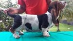 Cuccioli Bassethound alta Genealogia da Allevamento Enci/fci - Foto n. 4