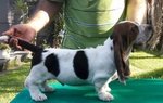 Cuccioli Bassethound alta Genealogia da Allevamento Enci/fci - Foto n. 6