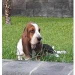 Cuccioli Bassethound alta Genealogia da Allevamento Enci/fci - Foto n. 7