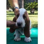 Cuccioli Bassethound alta Genealogia da Allevamento Enci/fci - Foto n. 8