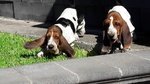 Cuccioli Bassethound alta Genealogia da Allevamento Enci/fci - Foto n. 9