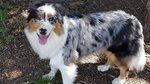 Pastore Australiano Cuccioli blue Merle e Tricolore