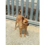 Mama Bella e Gioiosa Cagnolina Cerca Casa - Foto n. 2