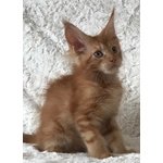 Cuccioli di Maine Coon - Foto n. 5