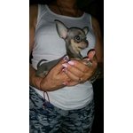 Cuccioli di Chihuahua - Foto n. 2