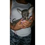 Cuccioli di Chihuahua - Foto n. 1