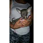 Cuccioli di Chihuahua