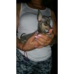 Cuccioli di Chihuahua - Foto n. 4