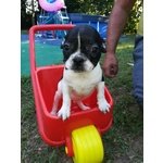 Cuccioli di Bouledogue Francese