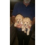 Cuccioli di Barboncino - Foto n. 1