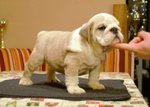 Bulldog Inglesi Cuccioli