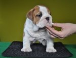 Bulldog Inglesi Cuccioli - Foto n. 3