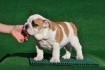 Bulldog Inglesi Cuccioli - Foto n. 4