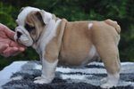 Bulldog Inglesi Cuccioli - Foto n. 6