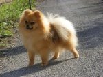 Volpino Pomerania Maschio