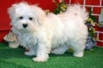 Maltese Maschio