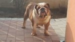 Bulldog Inglese Femmina