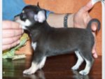Chihuahua mini Toy