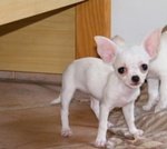 Chihuahua Cucioli - Foto n. 2