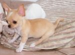 Chihuahua Cucioli
