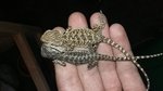 Pogone Normali het Trans e Leatherback het Trans - Foto n. 7