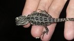 Pogone Normali het Trans e Leatherback het Trans - Foto n. 8