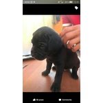 Cuccioli cane Corso - Foto n. 2