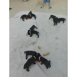 Cuccioli cane Corso - Foto n. 1