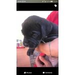 Cuccioli cane Corso - Foto n. 3