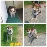 Gina in Cerca di Casa