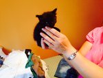 🐱 Altra Razza di 9 anni e 9 mesi in adozione a Tuoro sul Trasimeno (PG) e in tutta Italia da privato