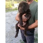 Labrador Choco - Foto n. 2