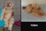 Bergamo, 10/09/17 – Adottabile nord Italia Tobia,11 Anni,incrocio Bichon