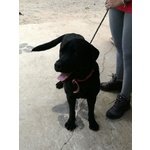 Rocky, Labrador Puro, 2 Anni, una vita Rinchiuso in uno Scantinato ed ora il Riscatto, Cerca Casa - Foto n. 1