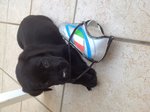 Cuccioli di Labrador Retriever - Foto n. 2