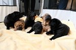 Bellissimi Cuccioli di Shar-Pei Disponibili - Foto n. 1