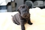 Bellissimi Cuccioli di Shar-Pei Disponibili - Foto n. 2