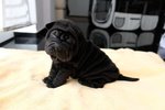 Bellissimi Cuccioli di Shar-Pei Disponibili - Foto n. 4