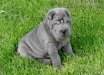 Bellissimi Cuccioli di Shar-Pei Disponibili - Foto n. 5