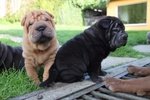 Bellissimi Cuccioli di Shar-Pei Disponibili - Foto n. 7