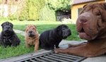 Bellissimi Cuccioli di Shar-Pei Disponibili - Foto n. 8