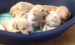 Cuccioli di Golden Retriever - Foto n. 1