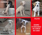 Fiorella, Rossella, Zack, Fidel, Pluto, Cuccioli 3 Mesi, Futura Taglia Media, in Cerca di una casa P